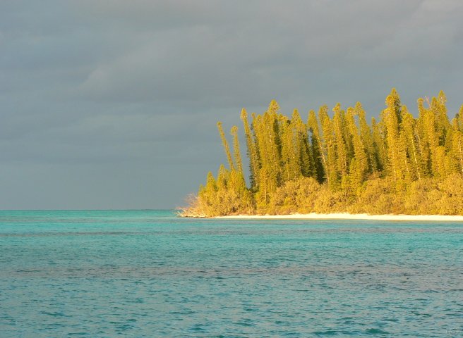 23- Lumiere du couchant sur les pins de l'ilot Brosse 